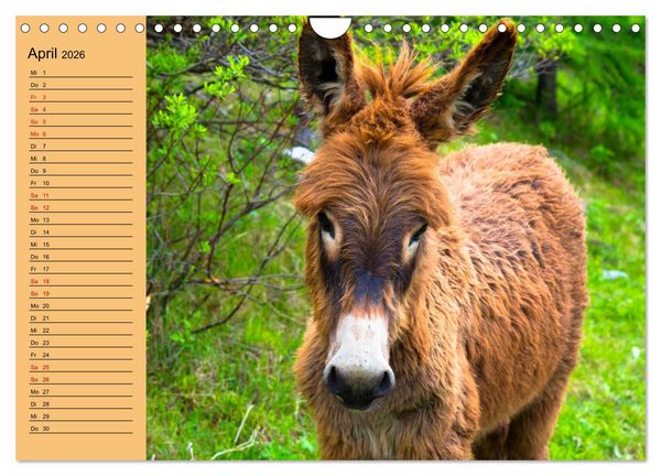 Produktbild: Liebenswerte Esel (Wandkalender 2026 DIN A4 quer), CALVENDO Monatskalender