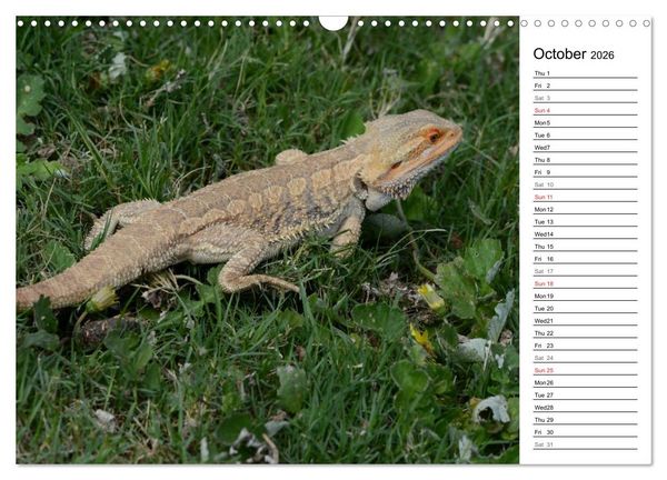 Produktbild: Close to Australian Bearded Dragons (Wall Calendar 2026 DIN A3 landscape), CALVENDO 12 Month Wall Calendar
