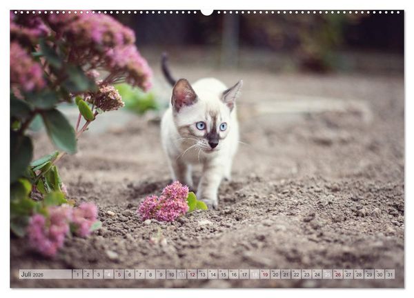 Produktbild: Wildes Wohnzimmer - Die Bengalkatze (hochwertiger Premium Wandkalender 2026 DIN A2 quer), Kunstdruck in Hochglanz