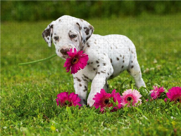 Produktbild: CALVENDO Puzzle Niedlicher Dalmatinerwelpe mit rosafarbenen Gerberabl&uuml;ten | 1000 Teile Lege-Gr&ouml;&szlig;e 64x48cm Foto-Puzzle f&uuml;r gl&uuml;ckliche Stunden