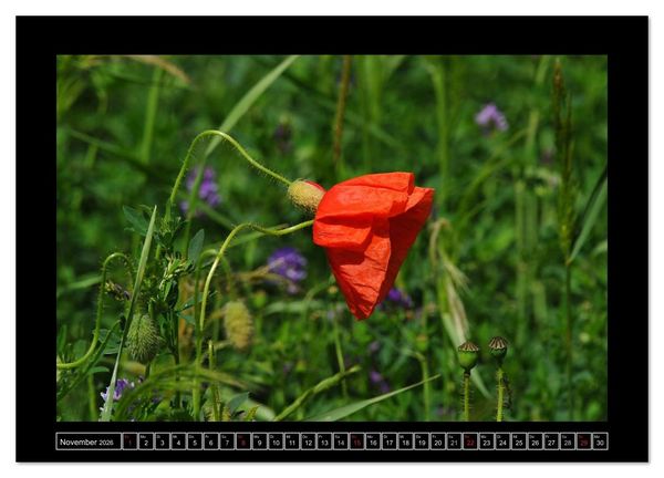Produktbild: Roter Mohn, bunte Wiesen (Wandkalender 2026 DIN A4 quer), CALVENDO Monatskalender