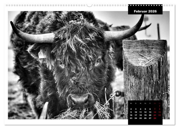 Produktbild: Faszination Schottisches Hochlandrind (hochwertiger Premium Wandkalender 2026 DIN A2 quer), Kunstdruck in Hochglanz
