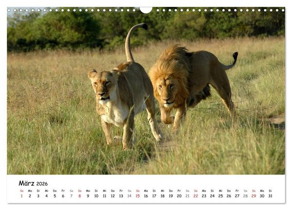 Produktbild: L&ouml;wen Impressionen (Wandkalender 2026 DIN A3 quer), CALVENDO Monatskalender