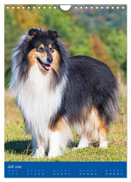 Produktbild: Traumhund Collie - Gl&uuml;ck auf vier Pfoten (Wandkalender 2026 DIN A4 hoch), CALVENDO Monatskalender