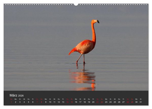 Produktbild: Pretty Flamingo (Wandkalender 2026 DIN A2 quer), CALVENDO Monatskalender