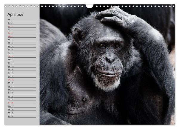 Produktbild: Schimpansen (Wandkalender 2026 DIN A3 quer), CALVENDO Monatskalender