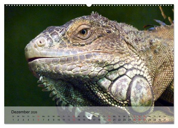 Produktbild: Reptilien Schlangen, Echsen und Co. (hochwertiger Premium Wandkalender 2026 DIN A2 quer), Kunstdruck in Hochglanz
