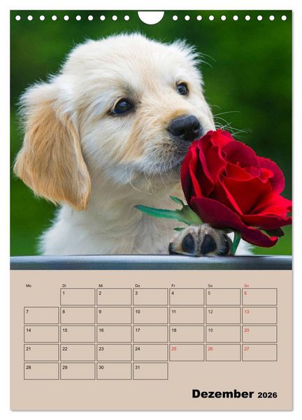 Produktbild: Jahresplaner Golden Retriever Welpen (Wandkalender 2026 DIN A4 hoch), CALVENDO Monatskalender