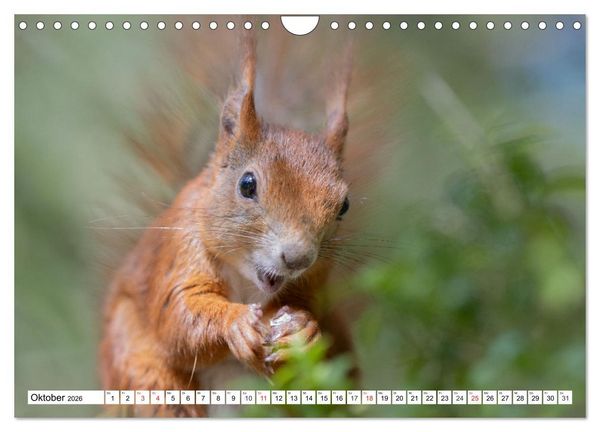 Produktbild: Eichh&ouml;rnchen im K&ouml;niglichen Garten (Wandkalender 2026 DIN A4 quer), CALVENDO Monatskalender