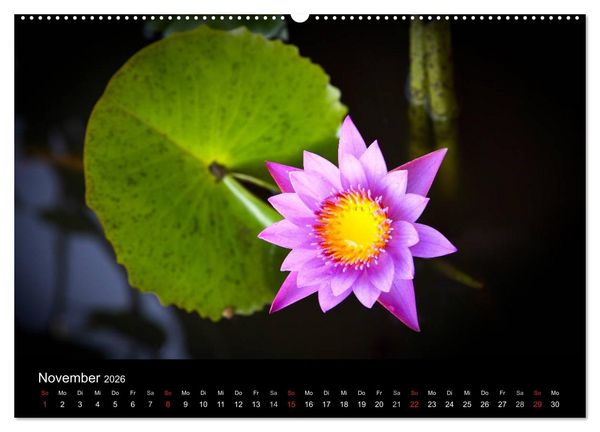 Produktbild: Tropenparadies Thailand 2026 (Wandkalender 2026 DIN A2 quer), CALVENDO Monatskalender