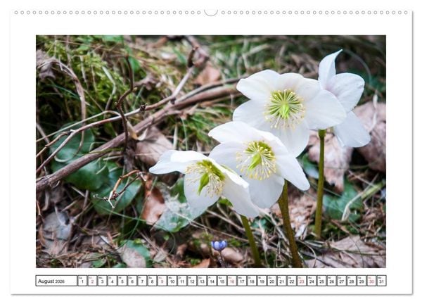 Produktbild: Alpenblumen. Bunte Welt in luftiger H&ouml;he (Wandkalender 2026 DIN A2 quer), CALVENDO Monatskalender
