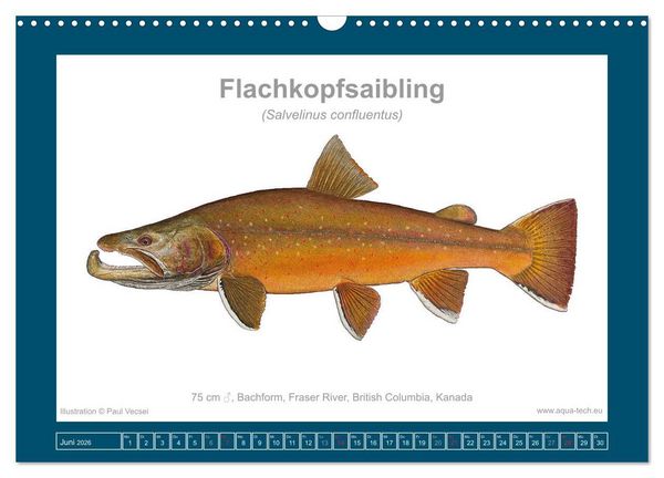 Produktbild: Fisch als Kunst 2026: Amerikanische Saiblinge (Wandkalender 2026 DIN A3 quer), CALVENDO Monatskalender