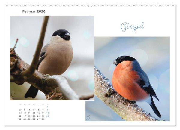 Produktbild: Vogel-P&auml;rchen (hochwertiger Premium Wandkalender 2026 DIN A2 quer), Kunstdruck in Hochglanz