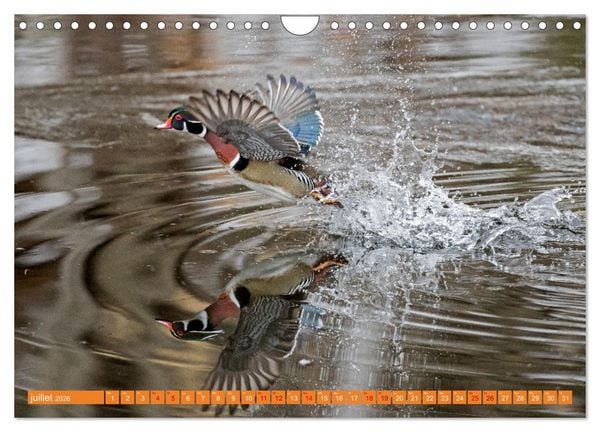 Produktbild: Magnifiques Emplum&eacute;s (Calendrier mural 2026 DIN A4 vertical), CALVENDO calendrier mensuel
