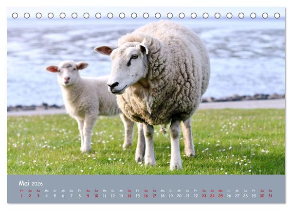 Produktbild: Wolle & H&ouml;rner (Tischkalender 2026 DIN A5 quer), CALVENDO Monatskalender