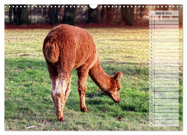 Produktbild: Alpagas, doudous aux coiffures sauvages (Calendrier mural 2026 DIN A3 vertical), CALVENDO calendrier mensuel