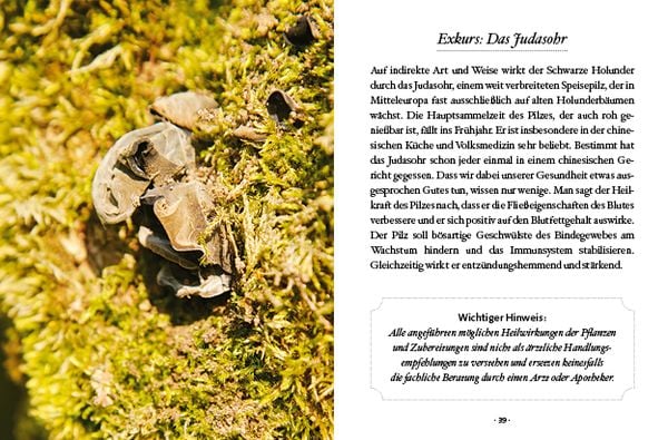 Produktbild: Das große kleine Buch: Holunderzeit
