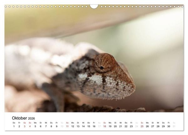 Produktbild: Traumwelt Madagaskar (Wandkalender 2026 DIN A3 quer), CALVENDO Monatskalender