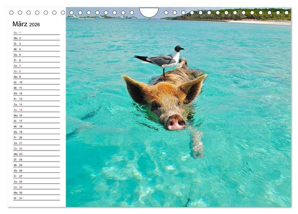 Produktbild: Schwimmende Schweine (Wandkalender 2026 DIN A4 quer), CALVENDO Monatskalender