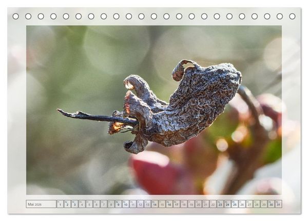 Produktbild: Verbl&uuml;hte Sch&ouml;nheiten (Tischkalender 2026 DIN A5 quer), CALVENDO Monatskalender