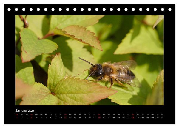 Produktbild: Die Wildbienen Deutschlands (Tischkalender 2026 DIN A5 quer), CALVENDO Monatskalender