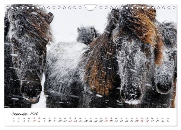 Produktbild: Islandpferde take it Isi (Wandkalender 2026 DIN A4 quer), CALVENDO Monatskalender