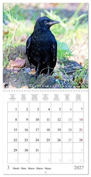 Produktbild: Crow Babies - Black, cute & always hungry (Wall Calendar 2027 12 &times; 12 Inch) CALVENDO 12 Month Wall Calendar