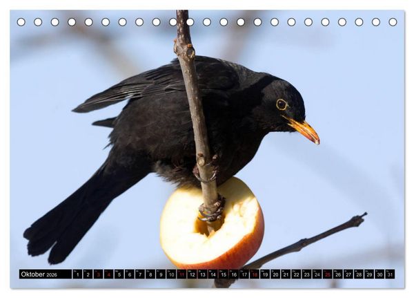 Produktbild: Gartenv&ouml;gel (Tischkalender 2026 DIN A5 quer), CALVENDO Monatskalender