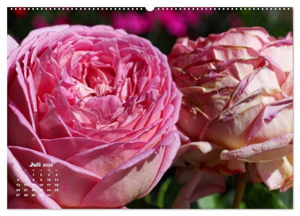 Produktbild: Zauberhafter Rosenreigen (hochwertiger Premium Wandkalender 2026 DIN A2 quer), Kunstdruck in Hochglanz