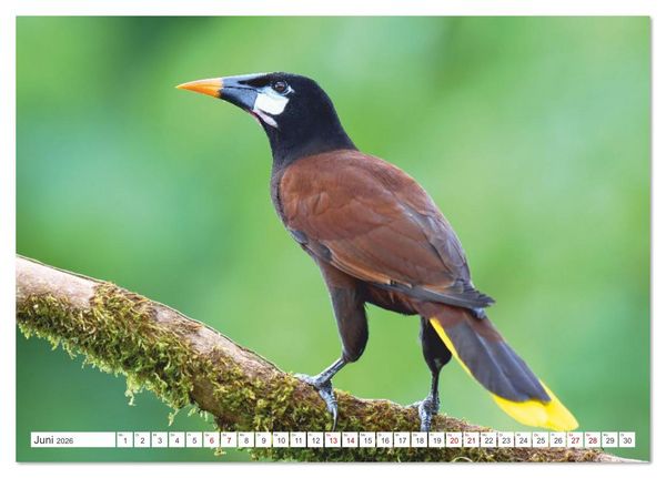 Produktbild: Costa Ricas gefiederte Pracht (Tischkalender 2026 DIN A5 quer), CALVENDO Monatskalender