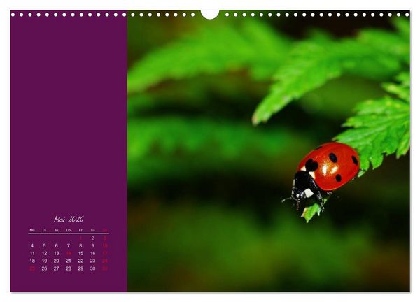 Produktbild: Momente des Gl&uuml;cks (Wandkalender 2026 DIN A3 quer), CALVENDO Monatskalender