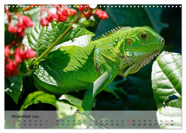 Produktbild: Reptilien Schlangen, Echsen und Co. (Wandkalender 2026 DIN A3 quer), CALVENDO Monatskalender