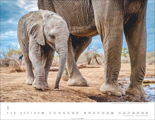 Produktbild: Elefantenbabys Kalender 2027