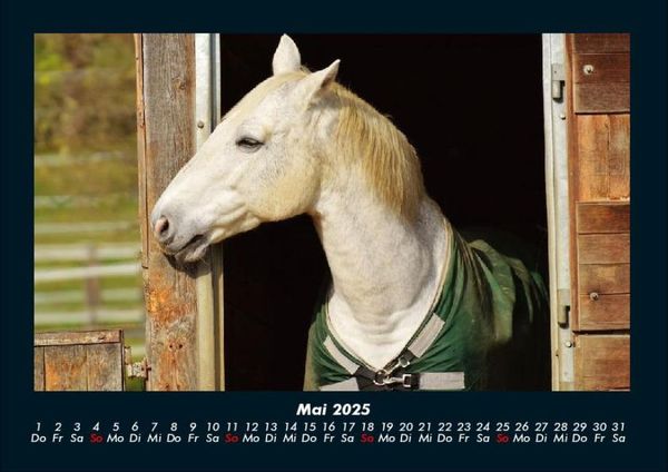 Produktbild: Pferde Kalender 2025 Fotokalender DIN A4