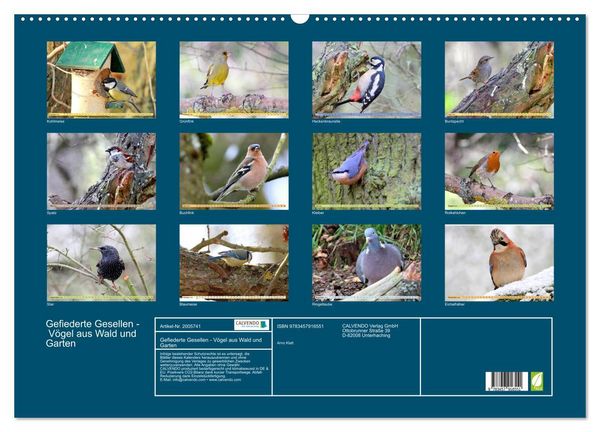 Produktbild: Gefiederte Gesellen - V&ouml;gel aus Wald und Garten (Wandkalender 2026 DIN A2 quer), CALVENDO Monatskalender
