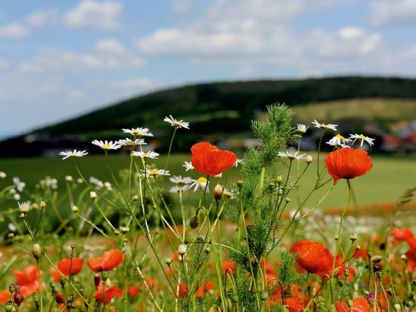 Produktbild: CALVENDO Puzzle Ein Motiv aus dem Kalender Roter Mohn, bunte Wiesen | 1000 Teile Lege-Gr&ouml;&szlig;e 64x48cm Foto-Puzzle f&uuml;r gl&uuml;ckliche Stunden
