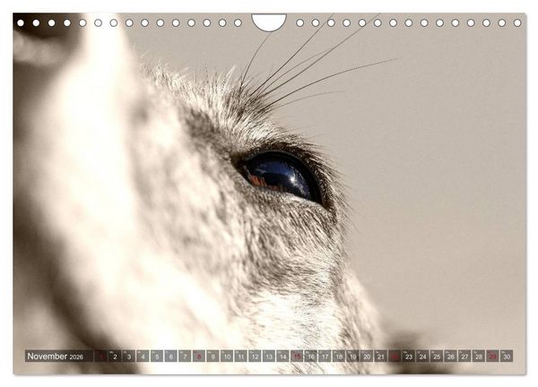 Produktbild: Galgo eye-catcher (Wandkalender 2026 DIN A4 quer), CALVENDO Monatskalender