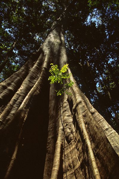 Produktbild: Amazonia - Abenteuer im Regenwald (inkl. 2D-Version)
