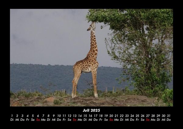 Produktbild: Giraffen 2025 Fotokalender DIN A3