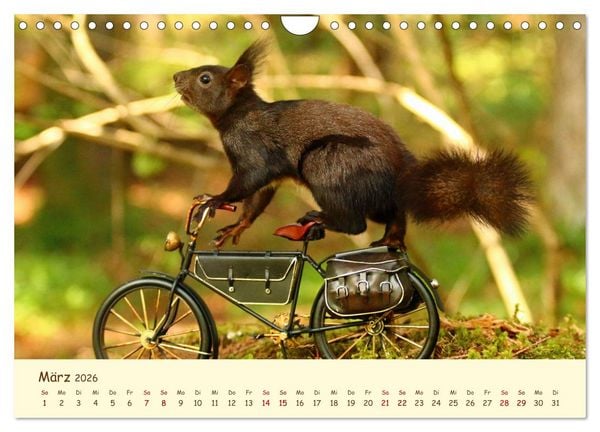 Produktbild: Eichh&ouml;rnchen - zauberhaft verspielt (Wandkalender 2026 DIN A4 quer), CALVENDO Monatskalender