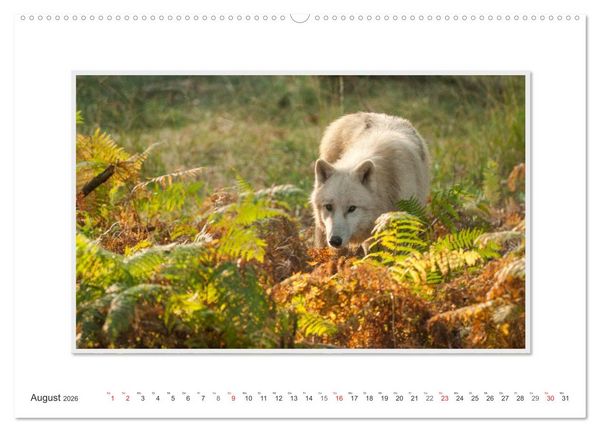 Produktbild: Emotionale Momente: Polarw&ouml;lfe. / CH-Version (hochwertiger Premium Wandkalender 2026 DIN A2 quer), Kunstdruck in Hochglanz