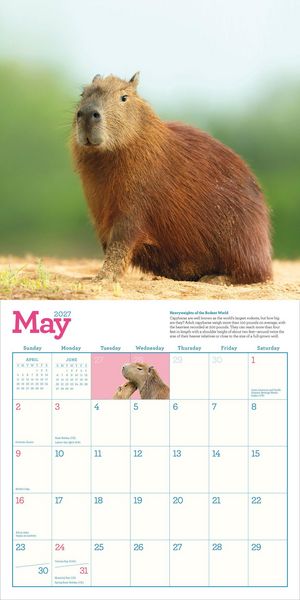 Produktbild: Capybara Wall Calendar 2027