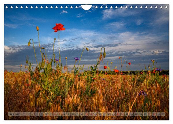 Produktbild: B&ouml;rnicke - Bernau bei Berlin (Wandkalender 2026 DIN A4 quer), CALVENDO Monatskalender