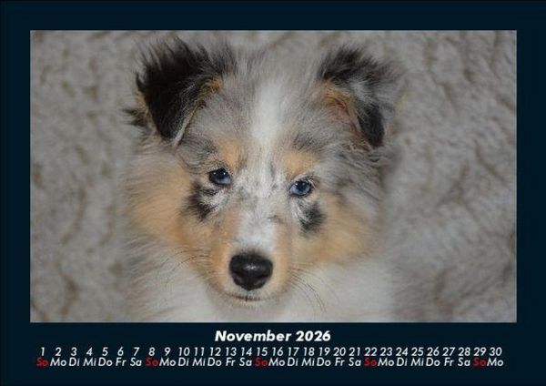 Produktbild: Hunde 2026 Fotokalender DIN A5