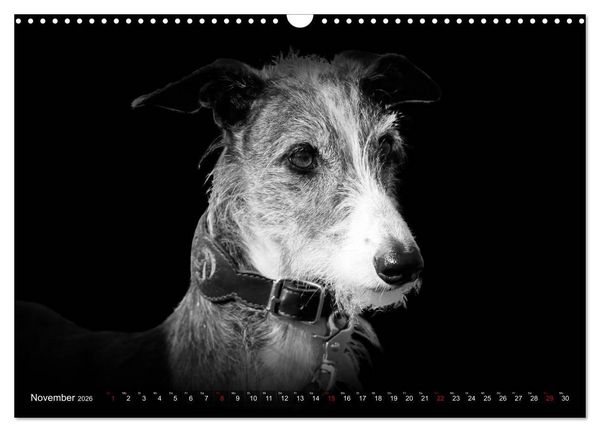 Produktbild: Galgo Espa&ntilde;ol - der spanische Windhund 2026 (Wandkalender 2026 DIN A3 quer), CALVENDO Monatskalender