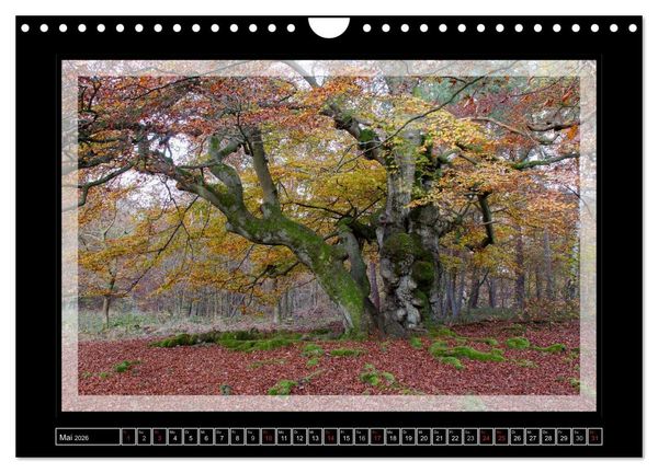 Produktbild: Zauberwald HALLOH (Wandkalender 2026 DIN A4 quer), CALVENDO Monatskalender