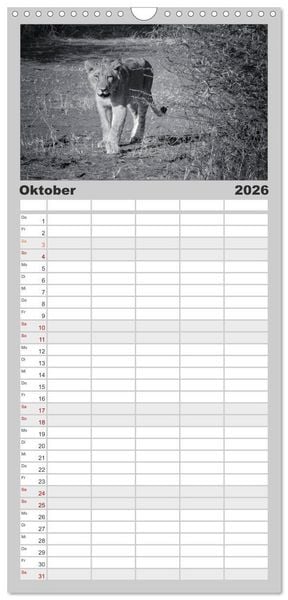 Produktbild: Familienplaner 2026 - L&ouml;wen schwarz wei&szlig; mit 5 Spalten (Wandkalender, 21 x 45 cm) CALVENDO