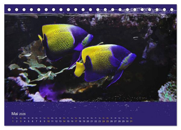 Produktbild: Korallenfische im Lichtschimmer des Meeres (Tischkalender 2026 DIN A5 quer), CALVENDO Monatskalender