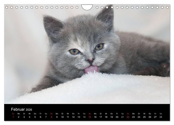 Produktbild: Haustiger - Ein Katzenkalender (Wandkalender 2026 DIN A4 quer), CALVENDO Monatskalender