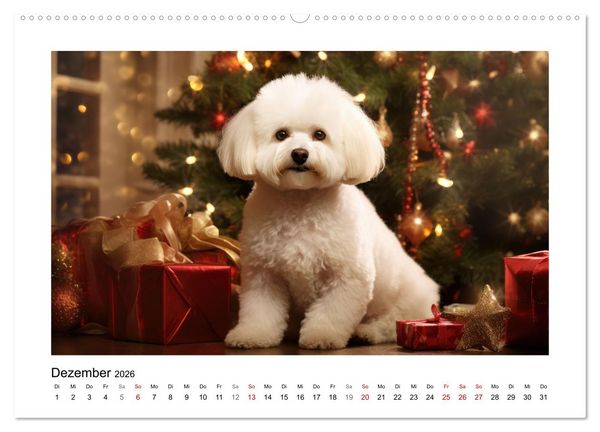 Produktbild: Bichon fris&eacute;, wei&szlig;e H&uuml;ndchen mit lockigem Haar (Wandkalender 2026 DIN A2 quer), CALVENDO Monatskalender